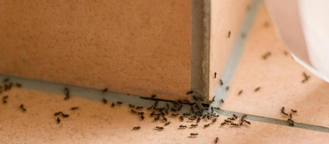 Pourquoi j’ai des fourmis chez moi ? que faire contre cette invasion ? Pourquoi j'ai des fourmis chez moi ? que faire contre cette invasion ?
