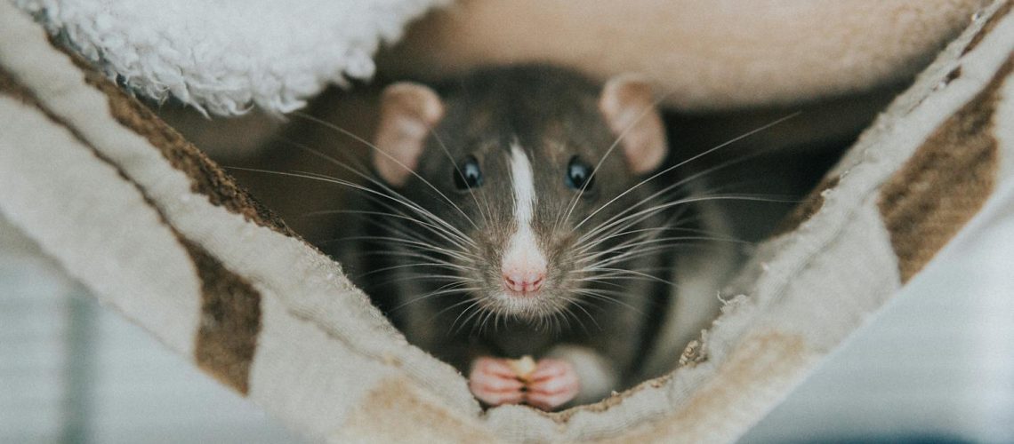 Musophobie : pourquoi avons-nous peur des rats ou des souris ? Musophobie : pourquoi avons-nous peur des rats ou des souris ?