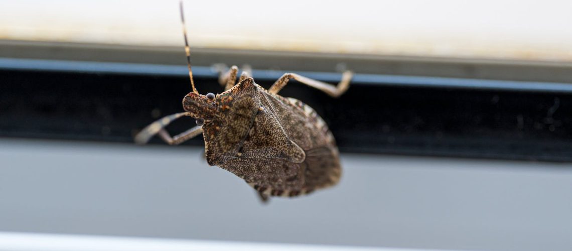 Punaises diaboliques dans la maison : comment s’en débarrasser ? Punaises diaboliques dans la maison : comment s'en débarrasser ?