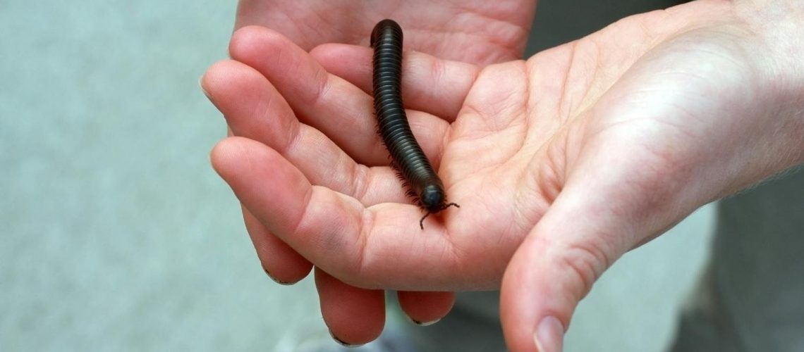 Pourquoi j’ai des larves noires à la maison ? Et comment m’en débarrasser ? Pourquoi j'ai des larves noires à la maison ? Et comment m'en débarrasser ?